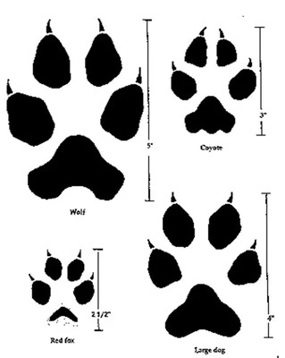 Grafik mit Pfotenabdrücken von Wolf, Hund, Fuchs und Luchs im Vergleich