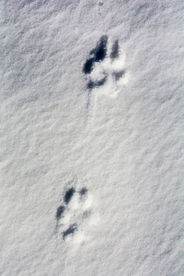 Zwei kleine Tierspuren im Schnee