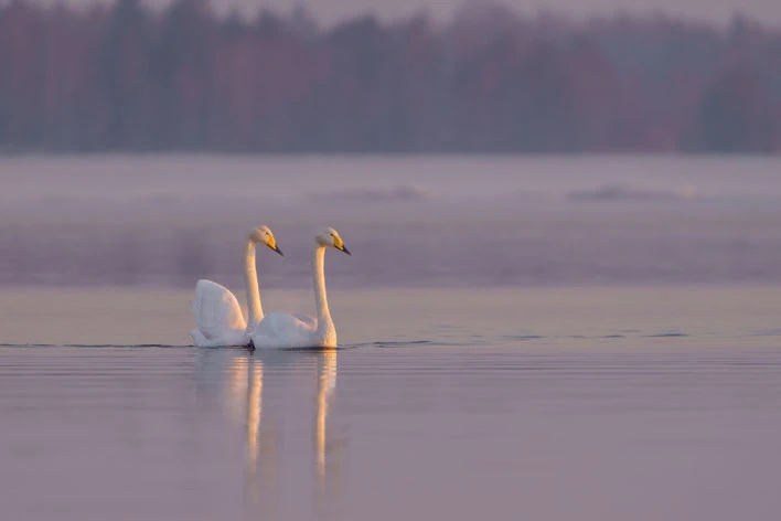 Kaksi joutsenta tyynellä vedellä iltavalossa