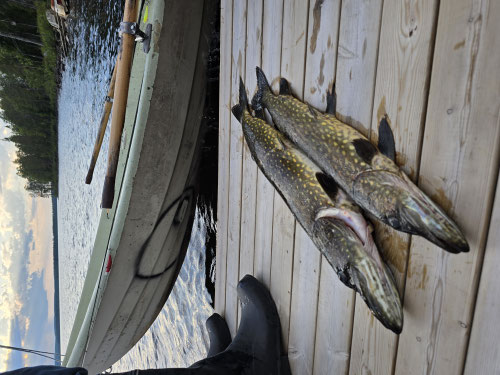 Varios peces recién capturados sobre tablas de madera