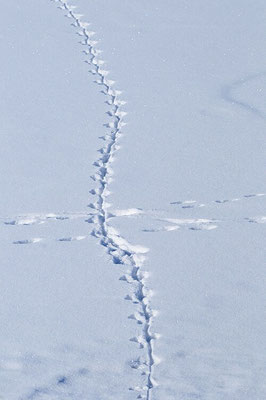 Zwei schmale Tierspuren kreuzen sich im Schnee