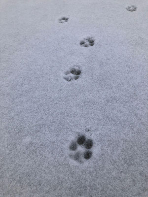 Reihe kleiner Pfotenabdrücke auf einer Schneefläche