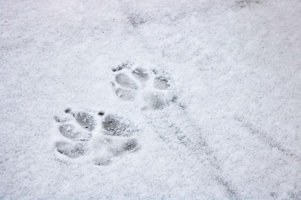Mehrere breite Pfotenabdrücke im Schnee