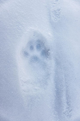 Nahaufnahme eines Pfotenabdrucks in weichem Schnee