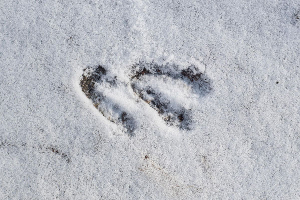 Zweiteiliger Hufabdruck auf einer festen Schneefläche