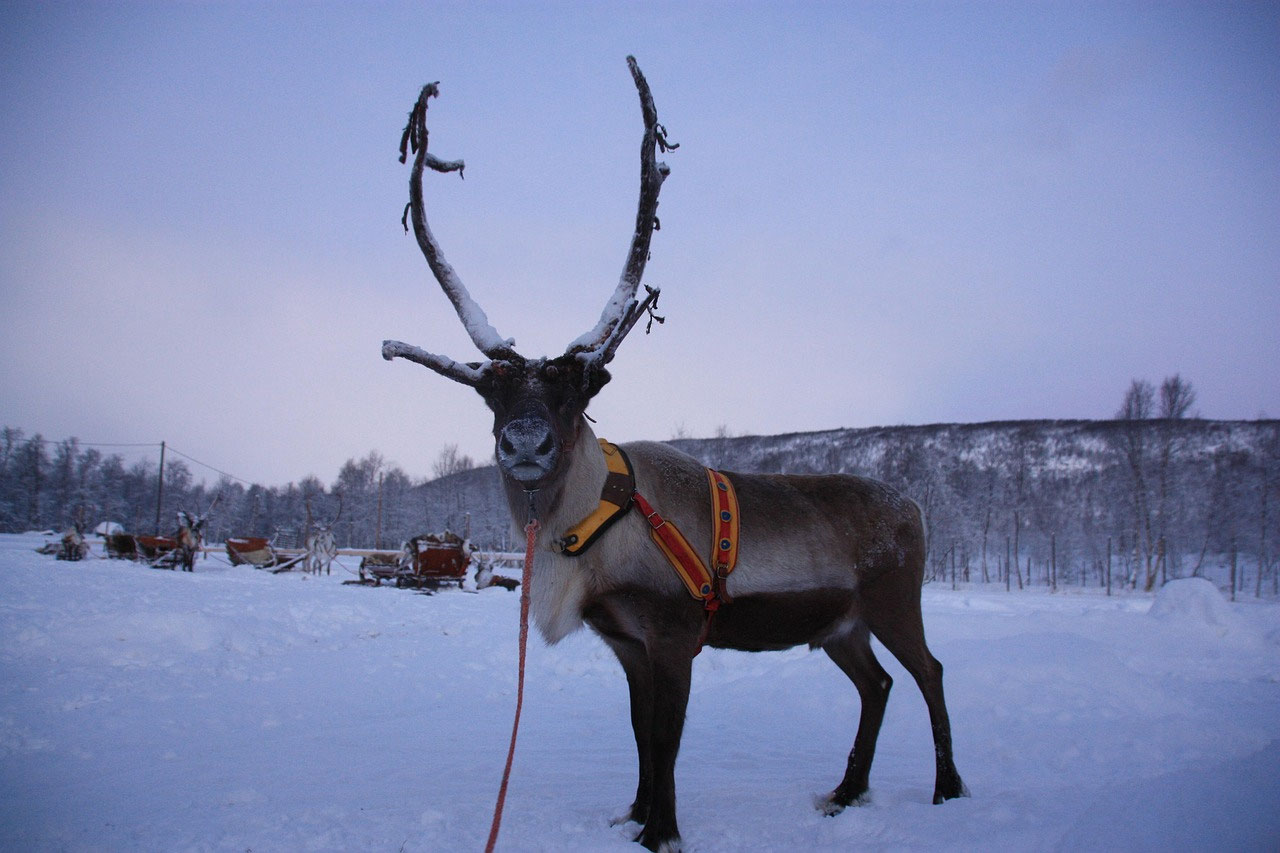 Mitä arki Lapissa maksaa? Ruoka, liikkuminen ja majoitus
