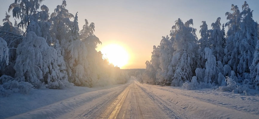 Soleil bas au-dessus d’une route entre des arbres enneigés