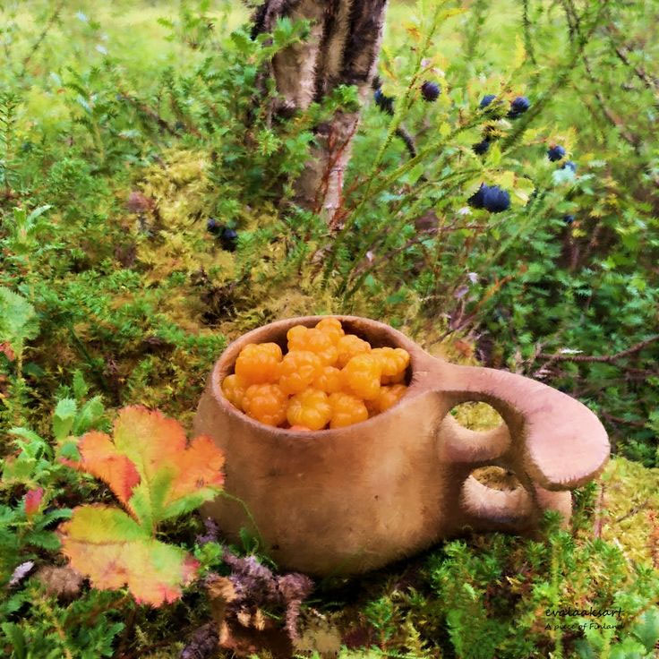 Moltebeeren Lappland: Reifezeit, Sammelgebiete und Tipps rund um Ranua & Posio