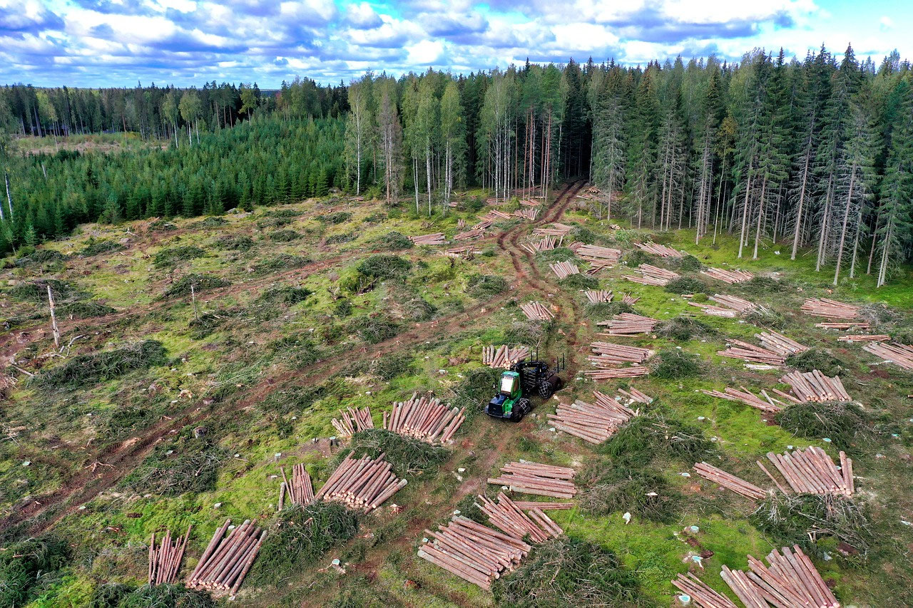 Forêts de Laponie : taïga, exploitation et protection