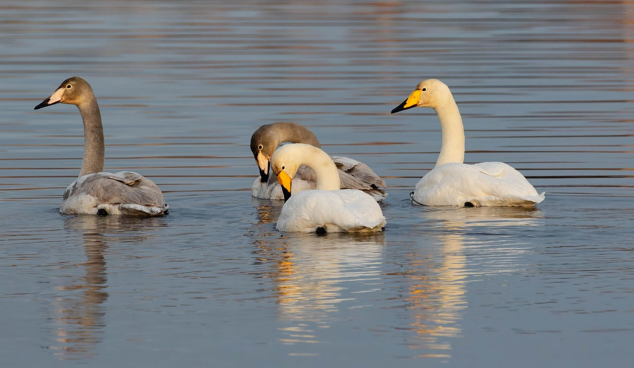 Quand les oiseaux migrateurs reviennent-ils en Laponie ?