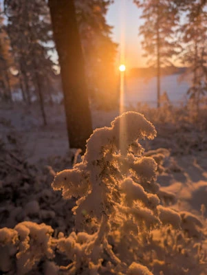 Low sun shining through the winter forest