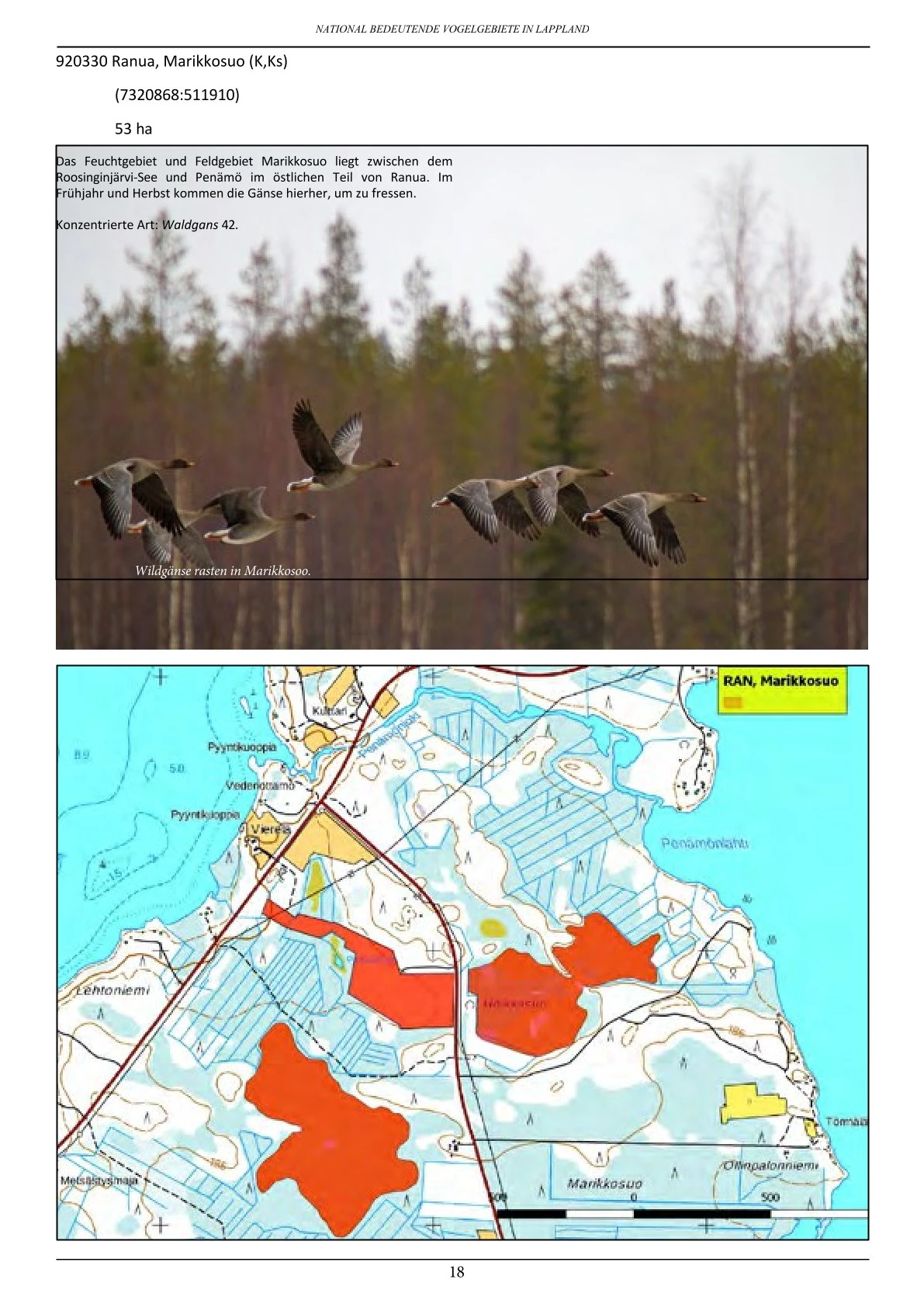 Vogelbeobachtung in Lappland – seltene Arten rund um Ranua, Rovaniemi, Oulu, Simojärvi & Syöte