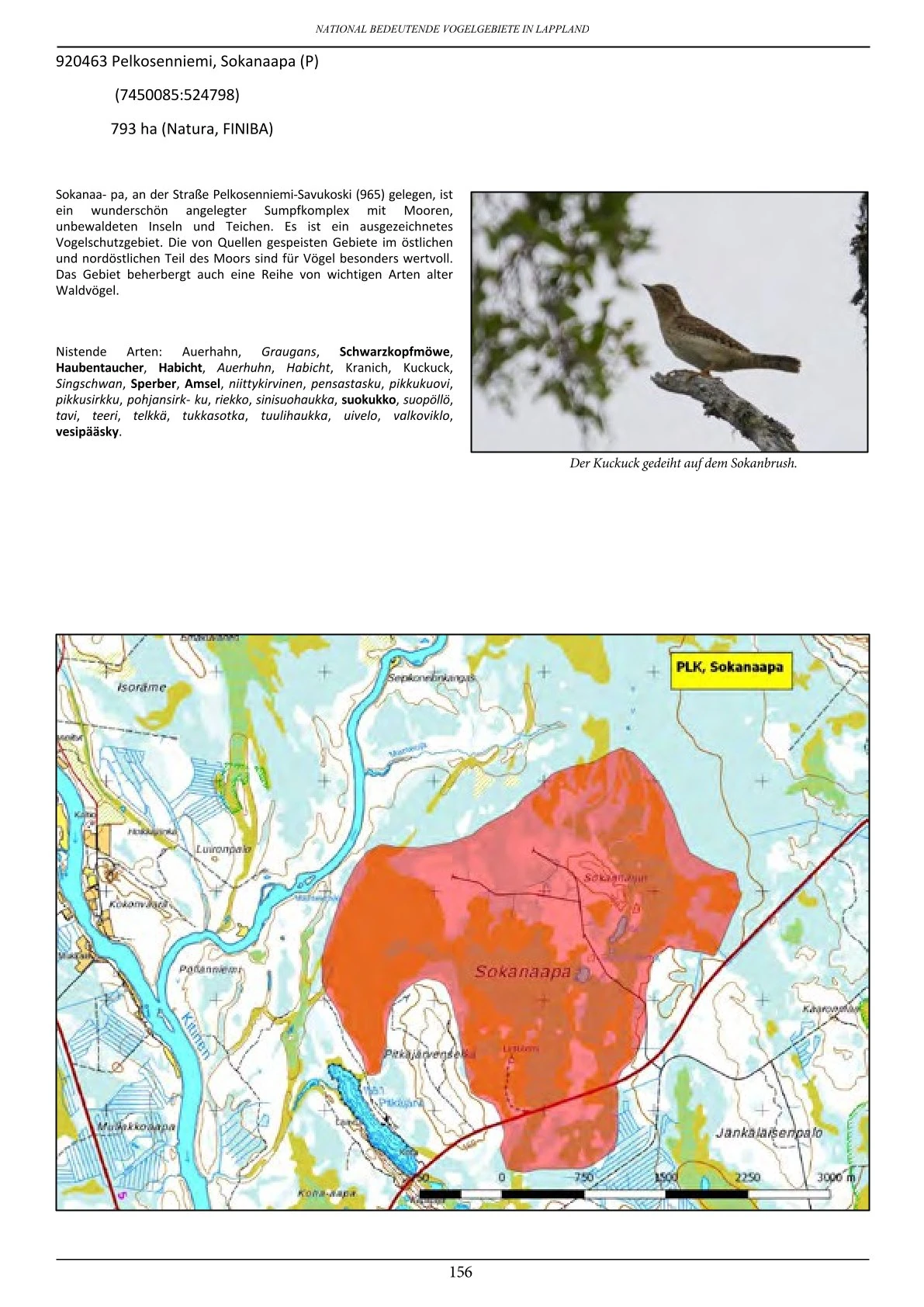 Vogelbeobachtung in Lappland – seltene Arten rund um Ranua, Rovaniemi, Oulu, Simojärvi & Syöte