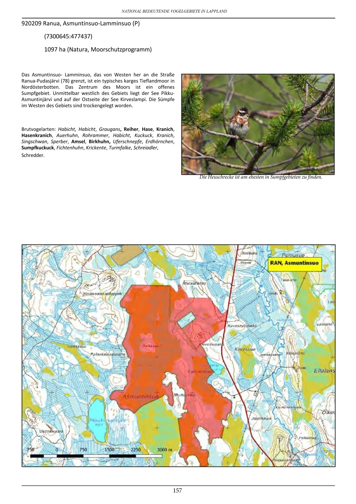 Vogelbeobachtung in Lappland – seltene Arten rund um Ranua, Rovaniemi, Oulu, Simojärvi & Syöte