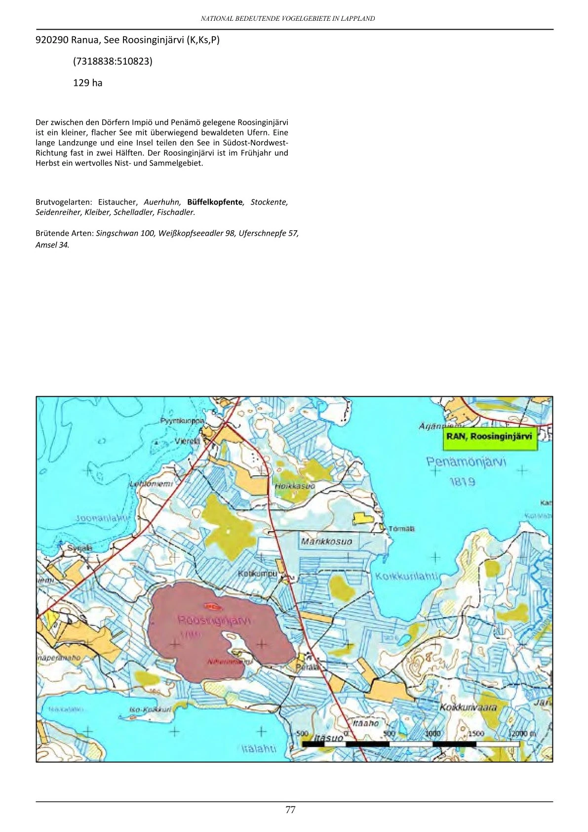 Vogelbeobachtung in Lappland – seltene Arten rund um Ranua, Rovaniemi, Oulu, Simojärvi & Syöte