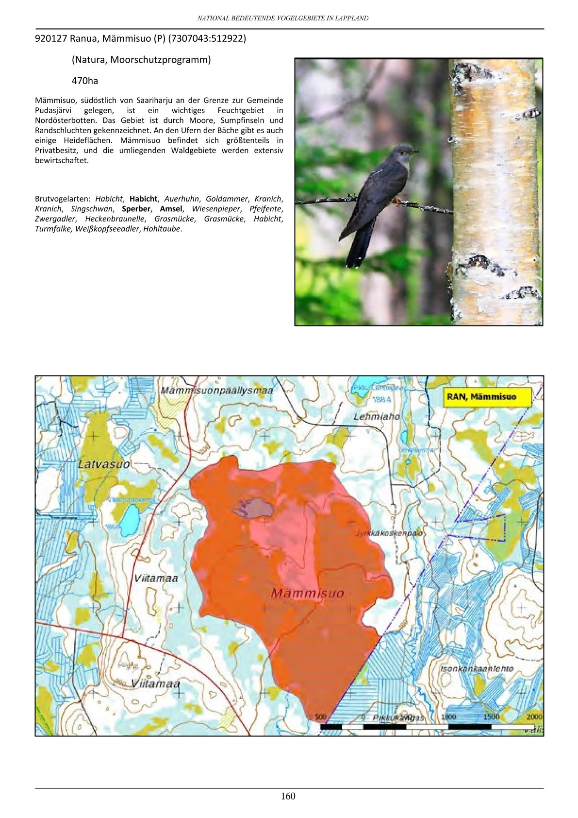 Vogelbeobachtung in Lappland – seltene Arten rund um Ranua, Rovaniemi, Oulu, Simojärvi & Syöte
