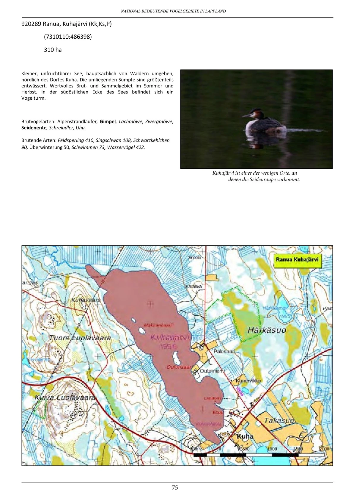 Vogelbeobachtung in Lappland – seltene Arten rund um Ranua, Rovaniemi, Oulu, Simojärvi & Syöte