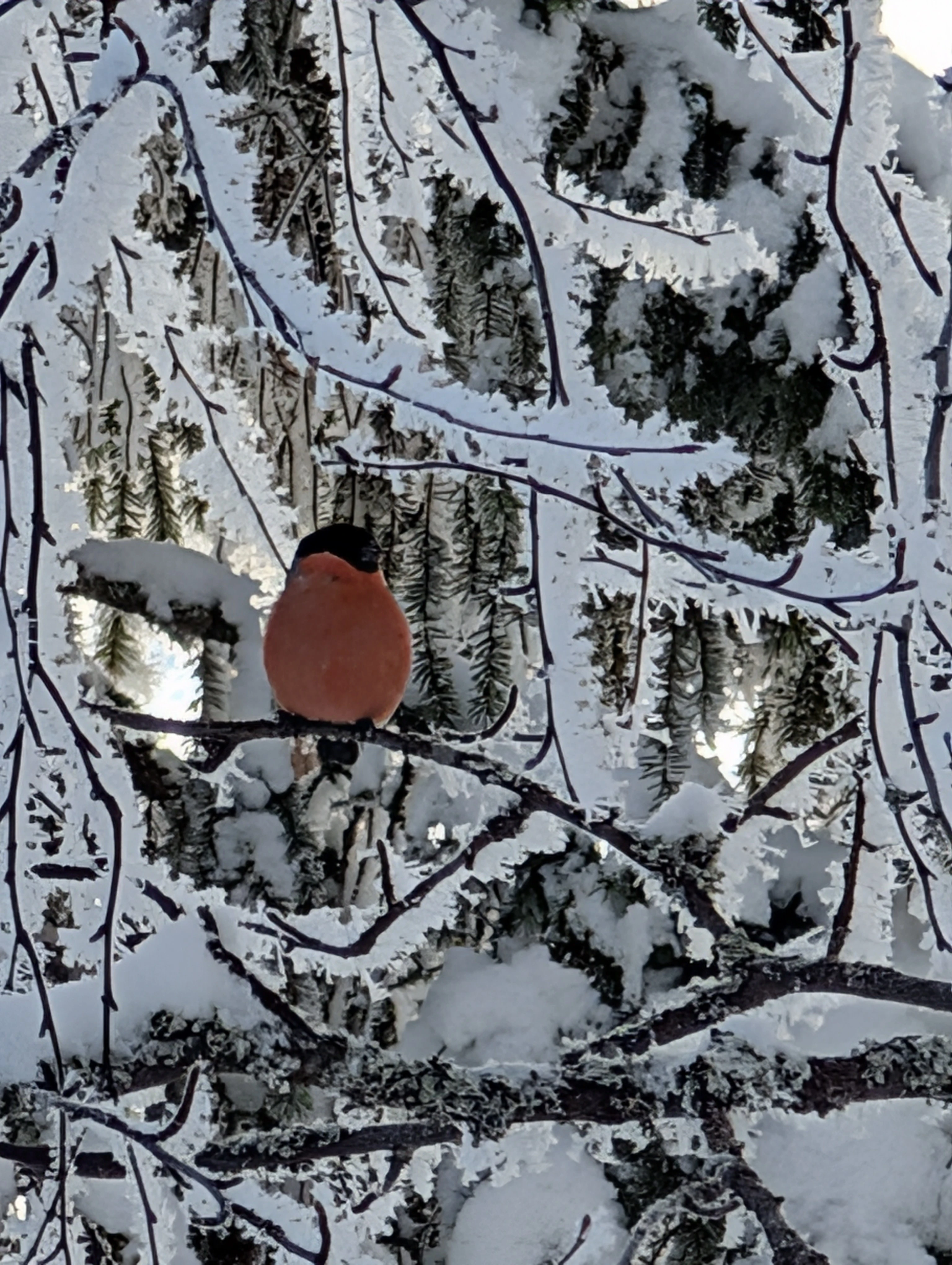Vogelbeobachtung in Lappland – seltene Arten rund um Ranua, Rovaniemi, Oulu, Simojärvi & Syöte
