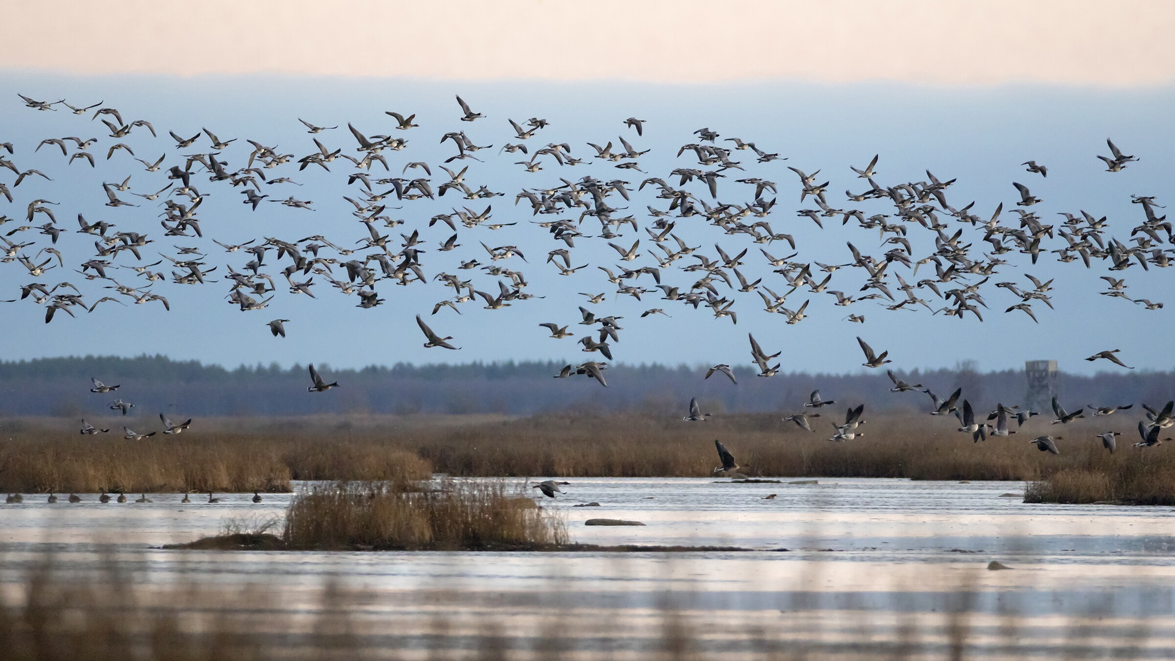 Vogelbeobachtung in Lappland – seltene Arten rund um Ranua, Rovaniemi, Oulu, Simojärvi & Syöte