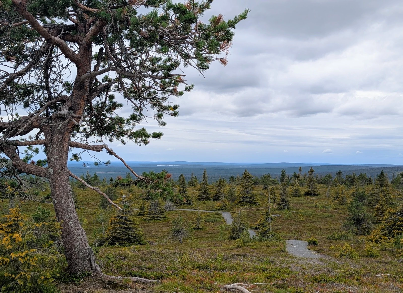 Wanderweg zwischen niedrigen Nadelbäumen mit weitem Blick über die Landschaft