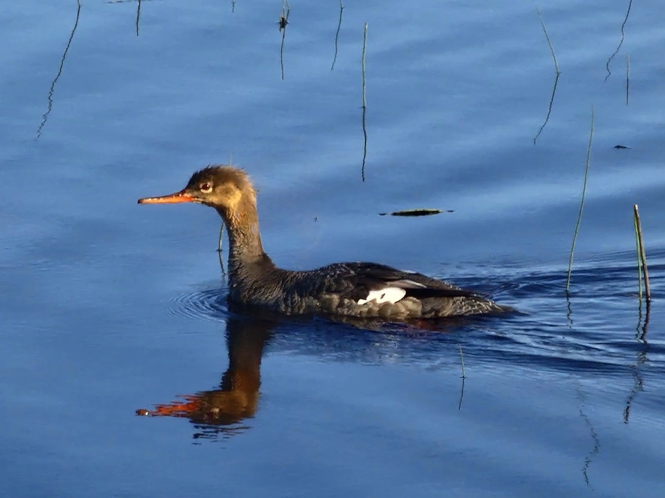 Wasservogel mit langem Schnabel auf blauem Wasser