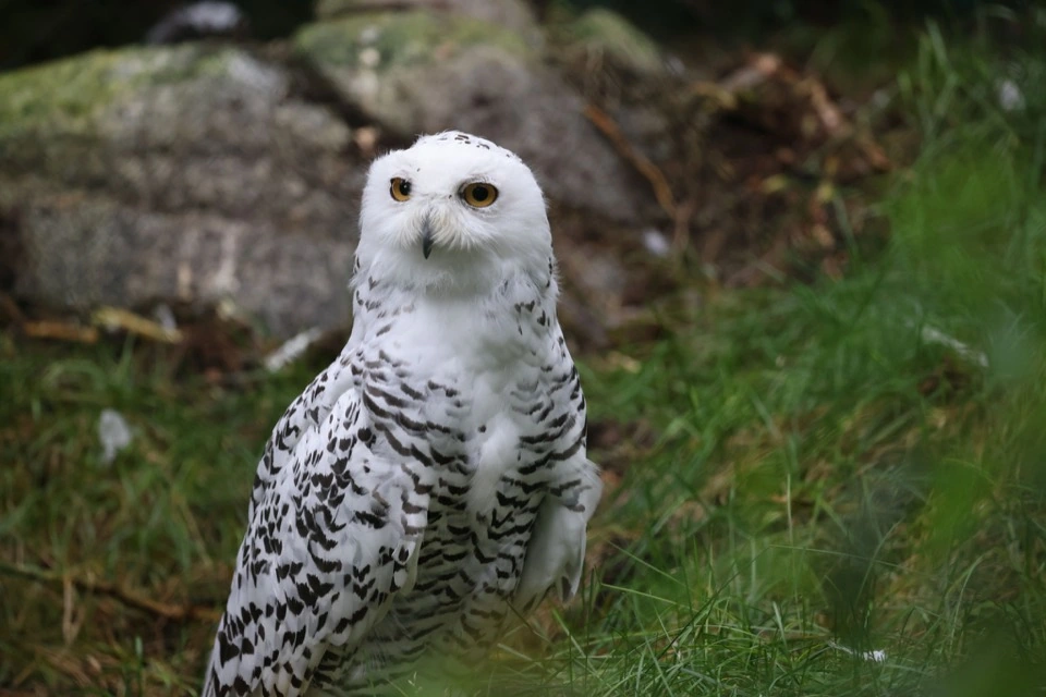 Schneeeule auf einem moosbewachsenen Felsen