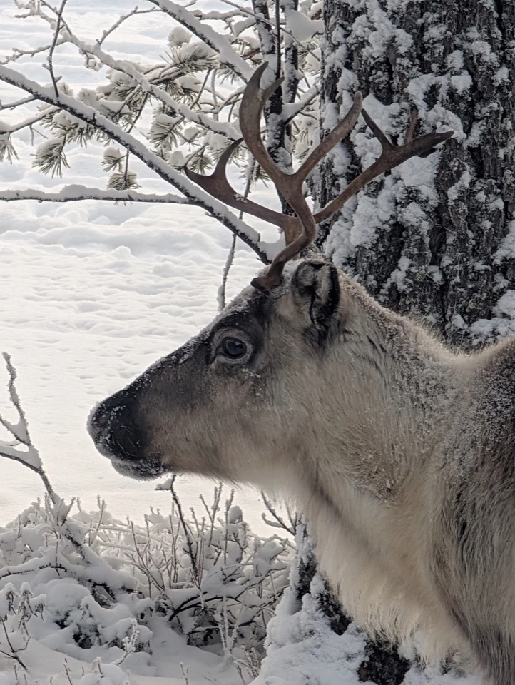 Rentier im Profil vor schneebedeckten Zweigen