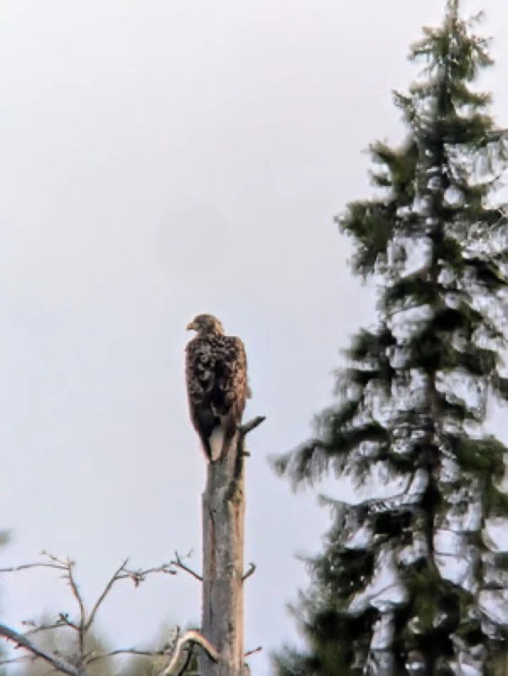 Vogel auf einem Baumstumpf neben einer verschneiten Fichte