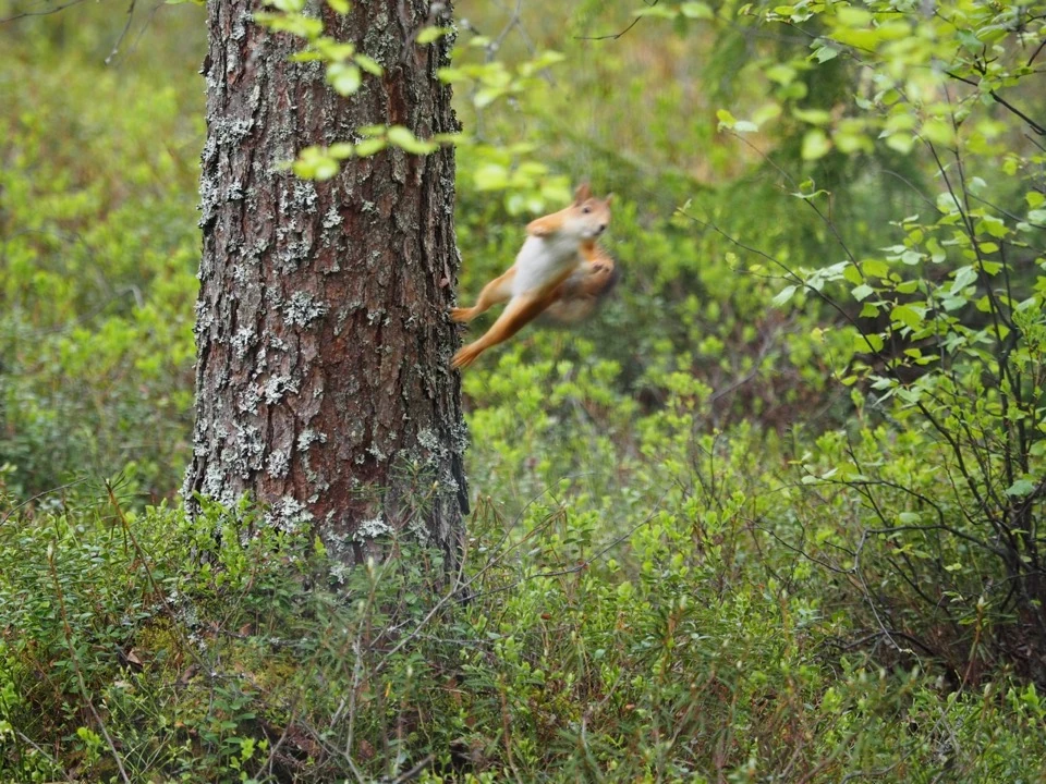 Eichhörnchen an einem Baumstamm im grünen Wald