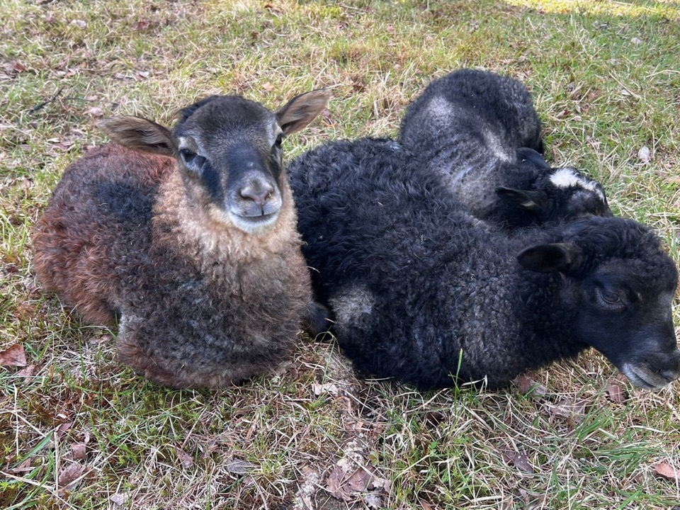 Zwei schwarze Lämmer ruhen im Gras bei Riina und Juha