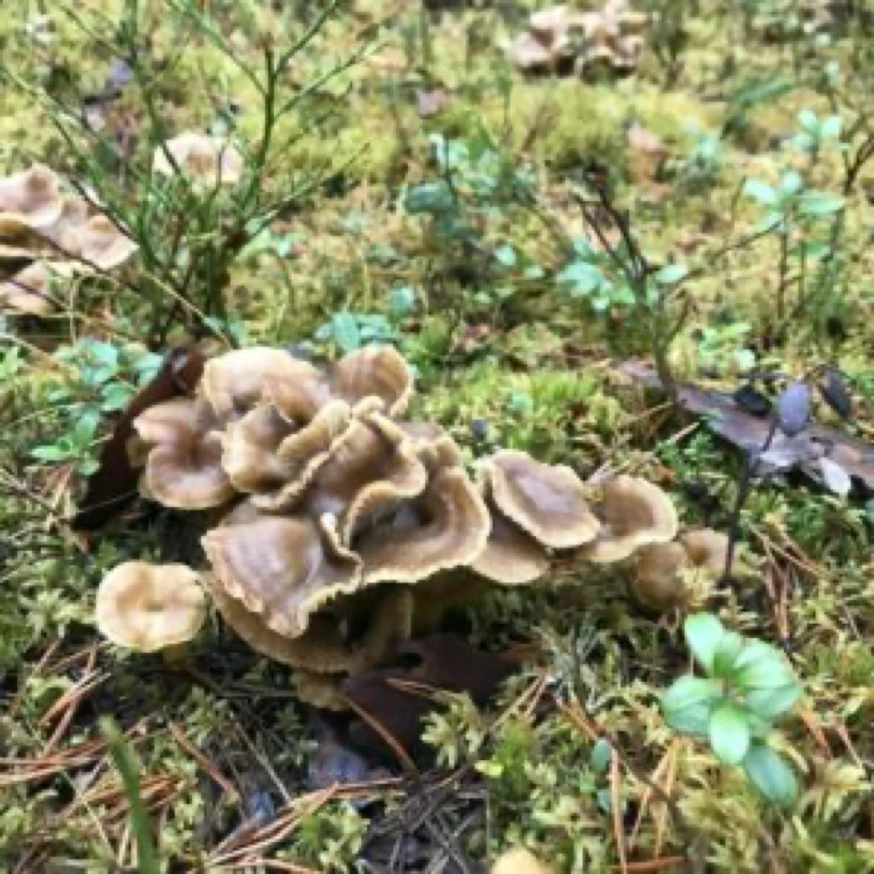Pilze wachsen zwischen Moos und grünen Pflanzen