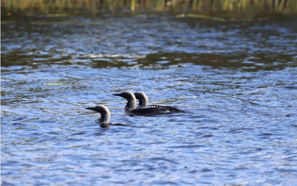 Wasservögel schwimmen auf dem See