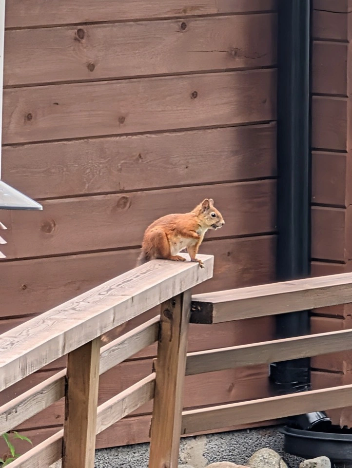 Eichhörnchen auf dem Geländer einer Holzveranda