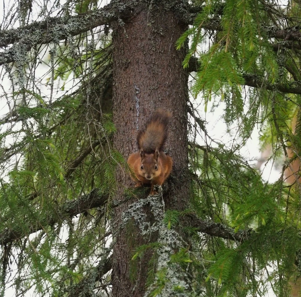 Eichhörnchen auf einem Fichtenstamm