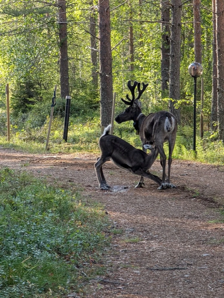Rentier mit Jungtier im Sommerwald