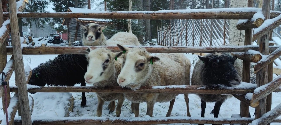 Schafe hinter einem Holzzaun im Winter bei Riina und Juha