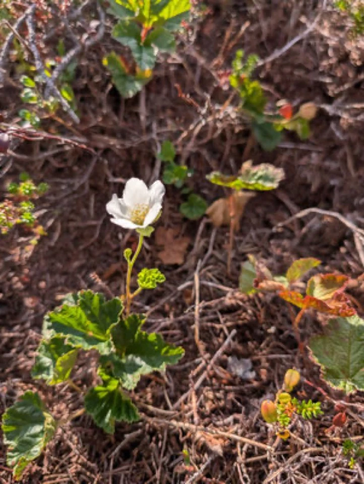 Kleine weisse Blüte zwischen Moos und Blättern