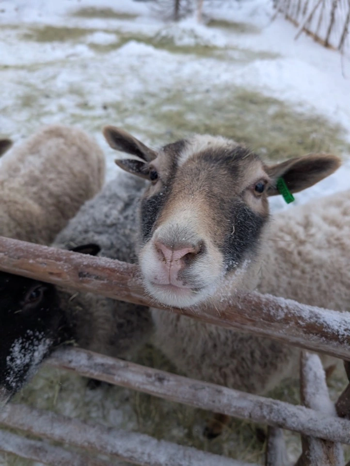 Schaf hinter einem Holzzaun bei Riina und Juha