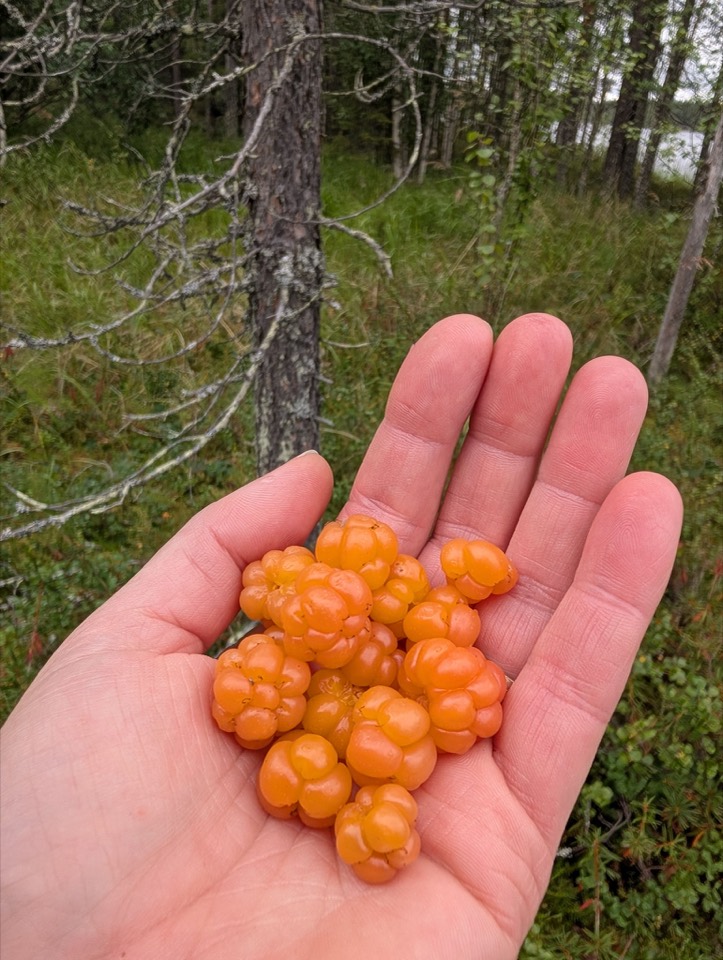 Frisch gepflückte Moltebeeren in einer Hand
