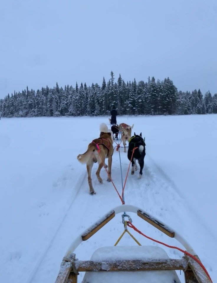 Blick aus einem Schlitten auf das vorauslaufende Hundegespann